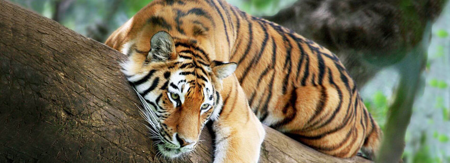 Explore Anshi Dandeli Tiger Reserve in India